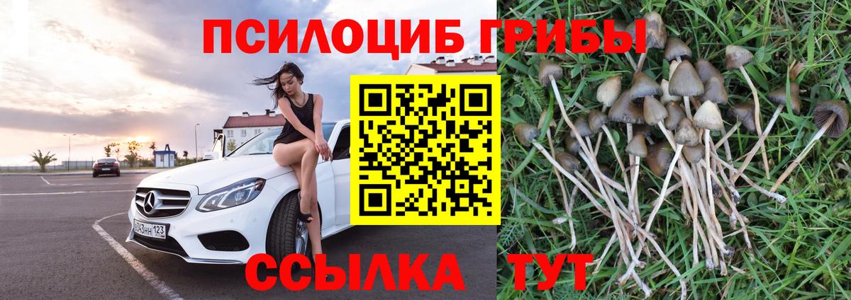 Галлюциногенные грибы Psilocybine cubensis Кропоткин