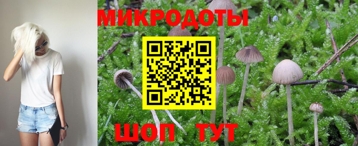 Кропоткин  Псилоцибиновые грибы Psilocybe  Вход с VPN 